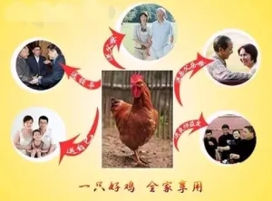 【每周優(yōu)品】綠色生態(tài)，天然散養(yǎng)——廣西崇左市江州區(qū)茘禾源生態(tài)雞