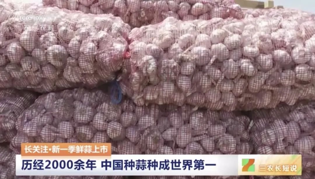 【綠色好心情】中國(guó)人一年鮮食大蒜約300萬(wàn)噸，你愛(ài)吃大蒜嗎？