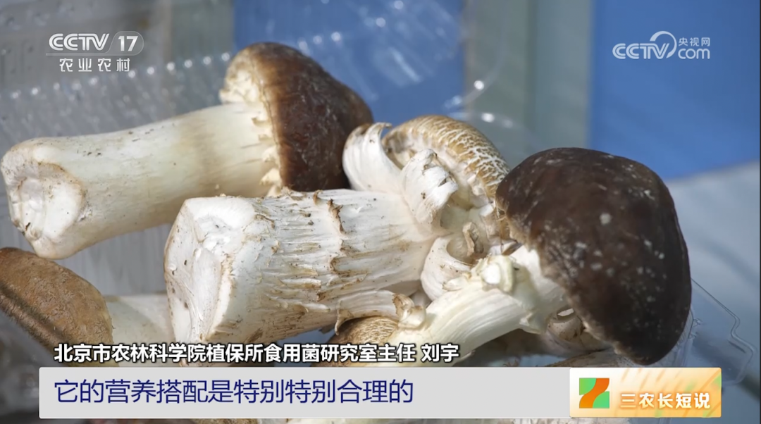 【綠色好心情】蘑菇的鮮味是從哪里來的？
